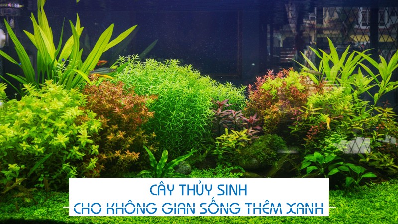 Cây thủy sinh cho không gian sống thêm xanh