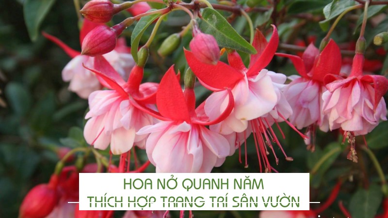 Hoa nở quanh năm thích hợp trang trí sân vườn