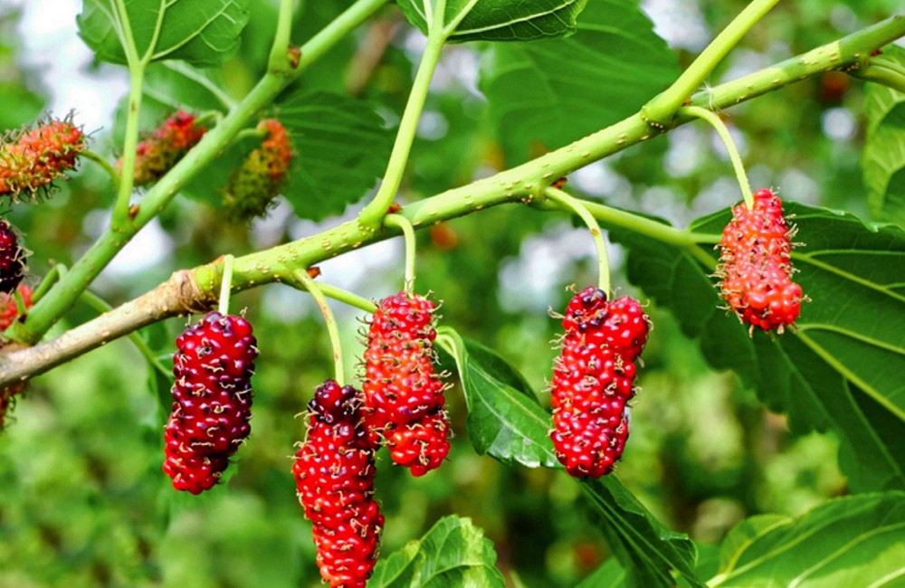 Cây dâu tằm phong thủy mang nghĩa "tang tóc"