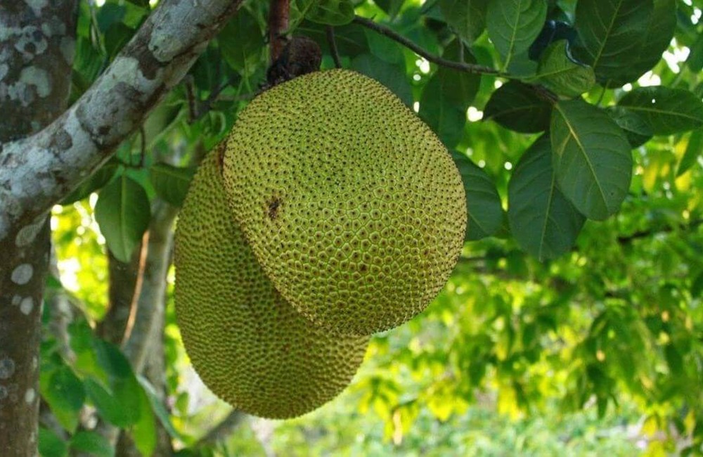 Cây trồng phong thủy mang âm khí ảnh hưởng đến sức khỏe như cây mít