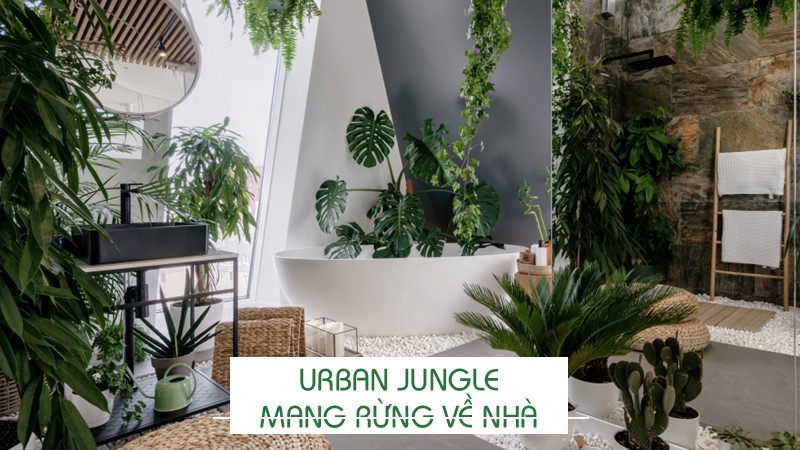 Urban Jungle - Mang rừng về nhà