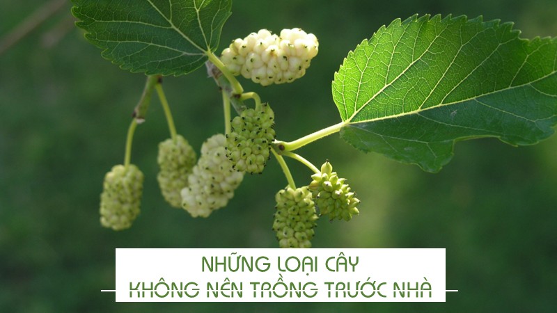 Những loại cây không nên trồng trước nhà