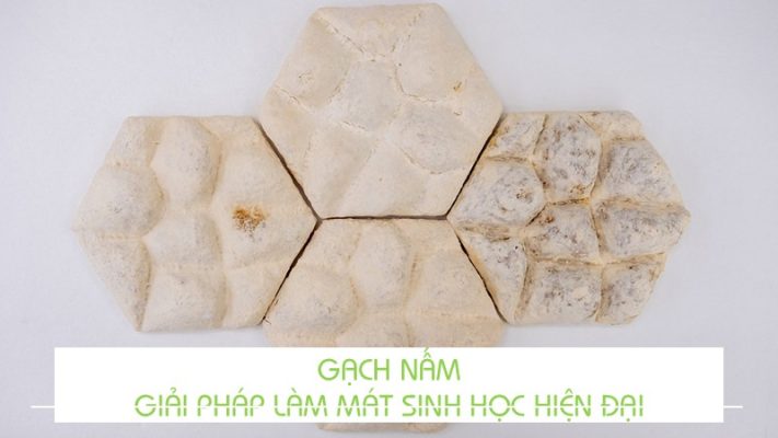 GẠCH NẤM
