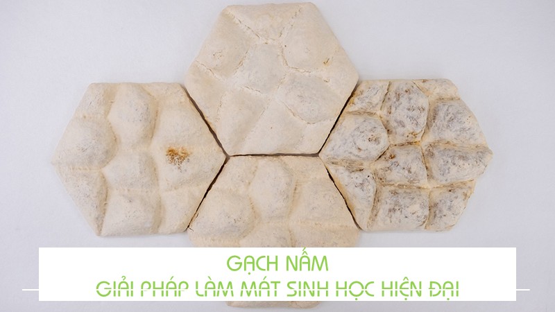 GẠCH NẤM