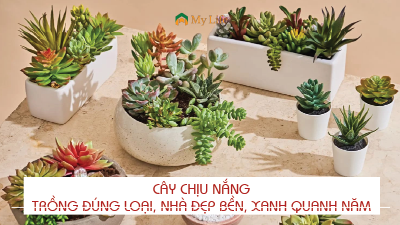 Cây chịu nắng: Trồng đúng loại, nhà đẹp bền, xanh quanh năm